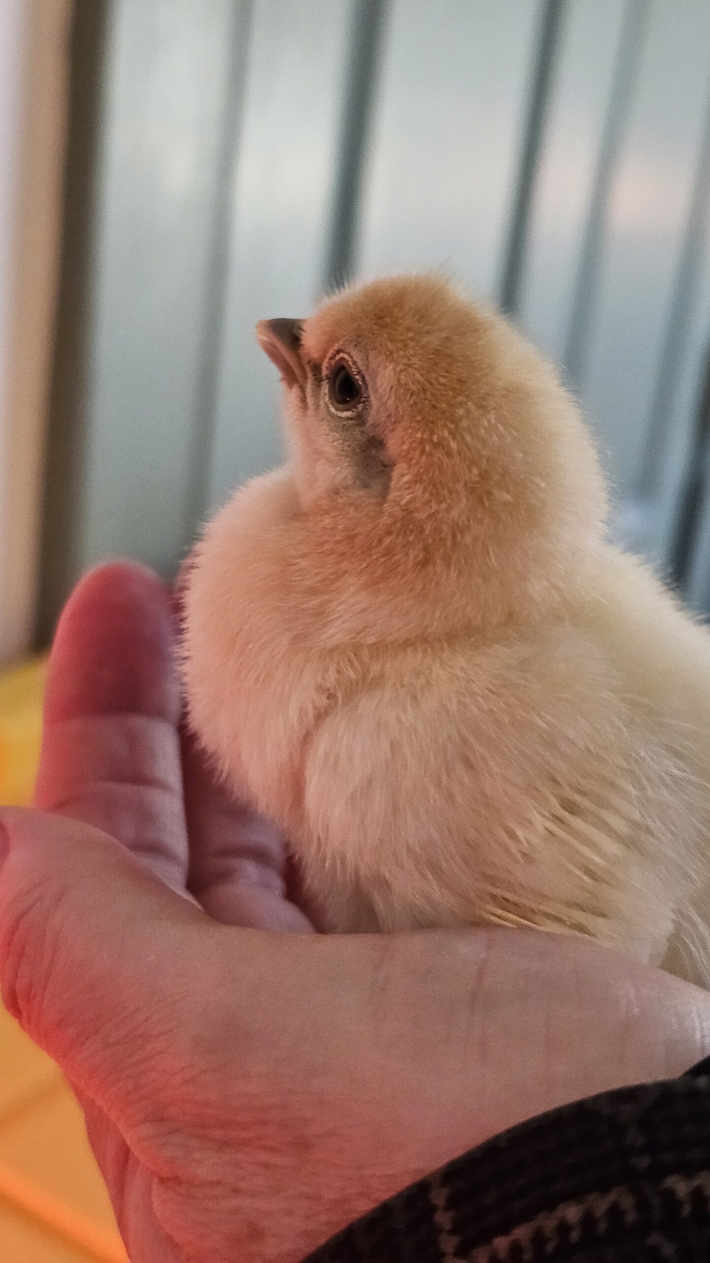 Baby chick sunshine