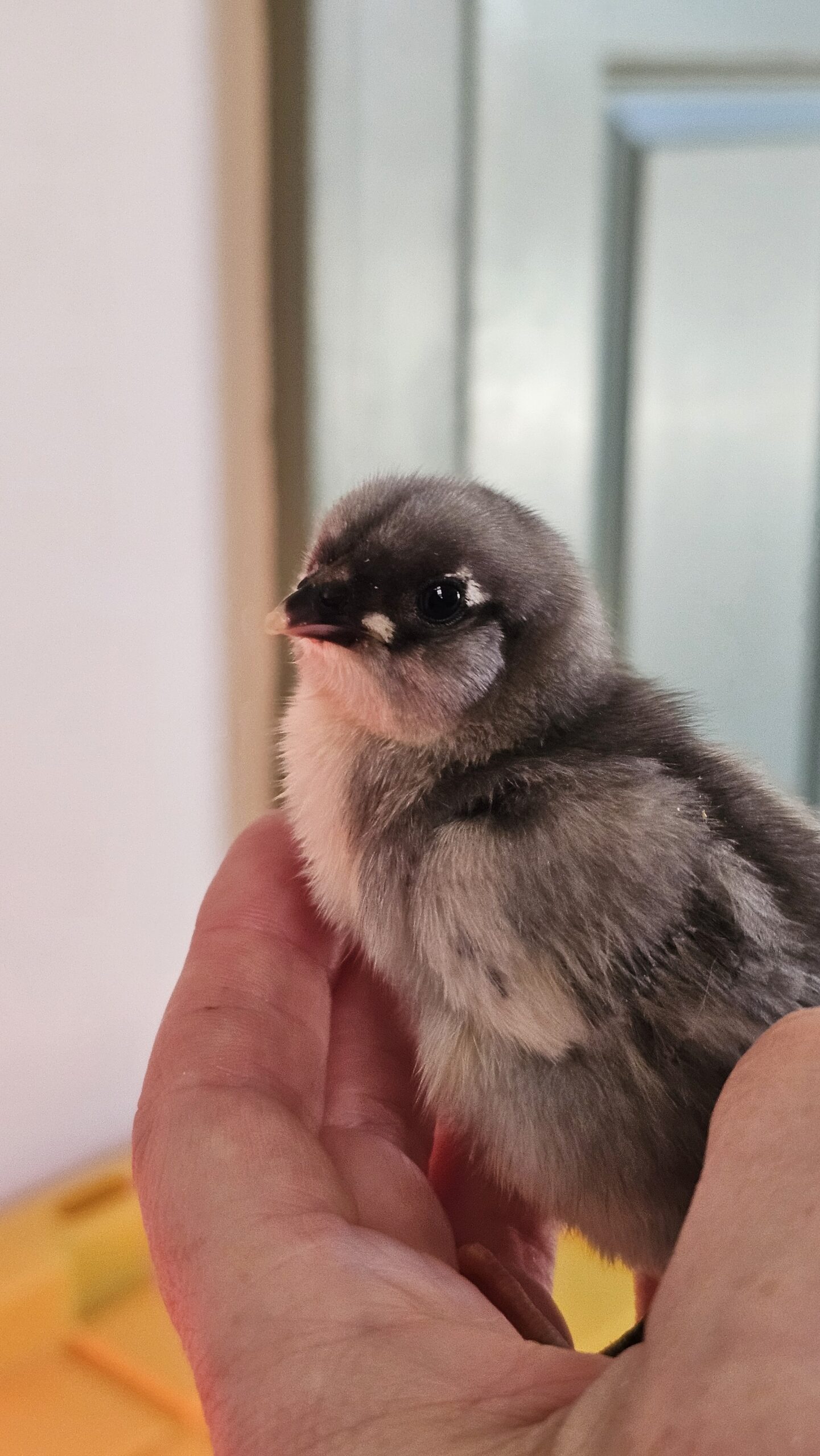 Baby chick - Moonlight at Stone Hill Chesterfield
